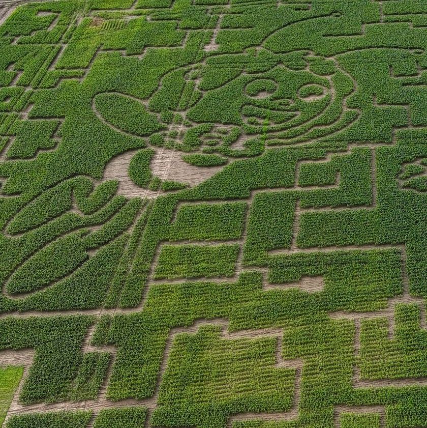 Die Biene Maja setzt sich mit voller Kraft für den Insektenschutz ein!